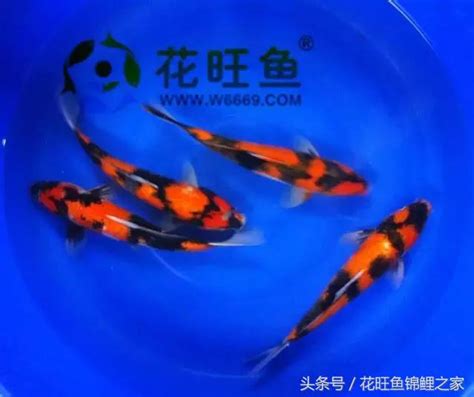 小鯉魚飼養|錦鯉飼養密度及餵食方法